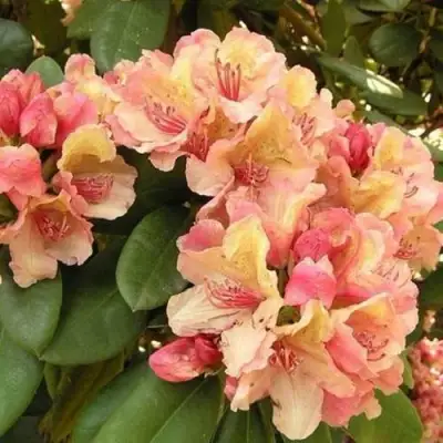 Рододендрон ФЛАУТАНДО в Мозыре