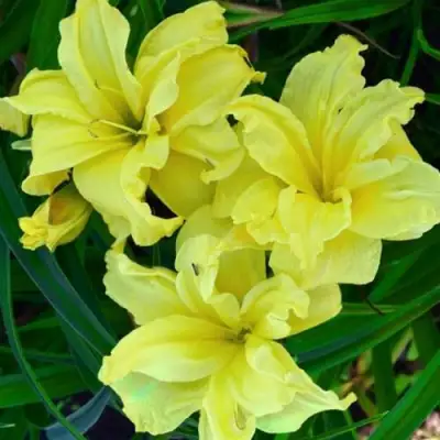 Лилейник ДАБЛ РИВЕР ВАЙ гибридный в Мозыре