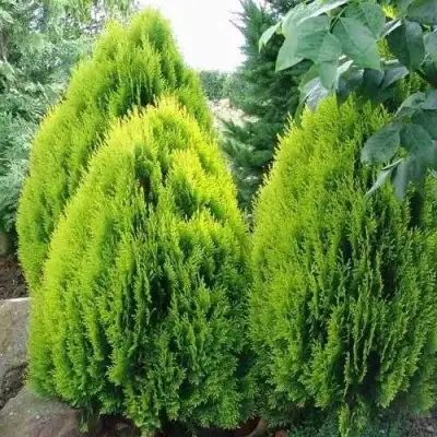 Туя восточная в Мозыре