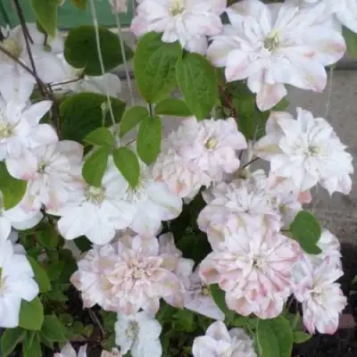 Клематис ИННОСЕНТ БЛАШ в Мозыре