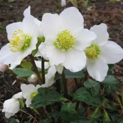 Морозник ЧЕРНЫЙ в Мозыре