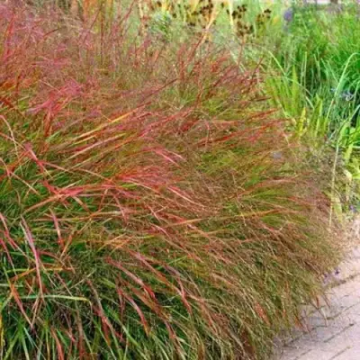 Просо ШЕНАНДО прутьевидное в Мозыре