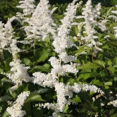 Астильба ДОЙЧЛАНД японская в Мозыре