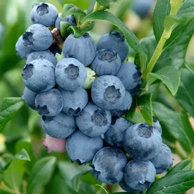 Голубика ХАРДИБЛЮ в Мозыре