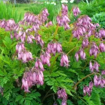 Дицентра изящная в Мозыре