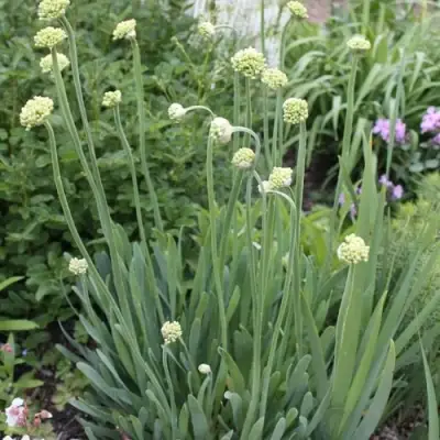 Лук слизун в Мозыре