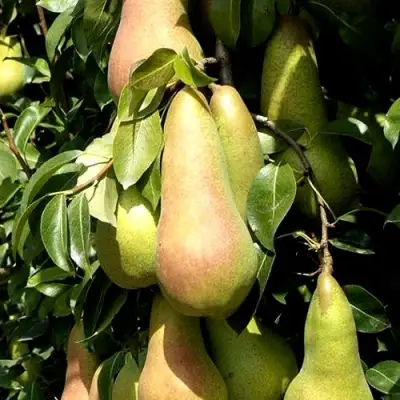 Груша КОНКОРД в Мозыре