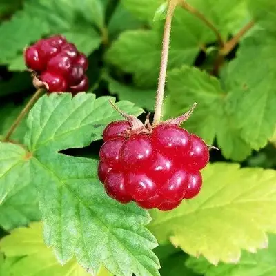 Княженика АННА в Мозыре