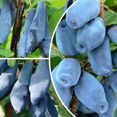 Комплект СИЯНИЕ ГЛАЗ в Мозыре