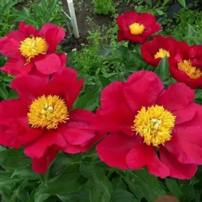 Пион АМЕРИКА травянистый в Мозыре