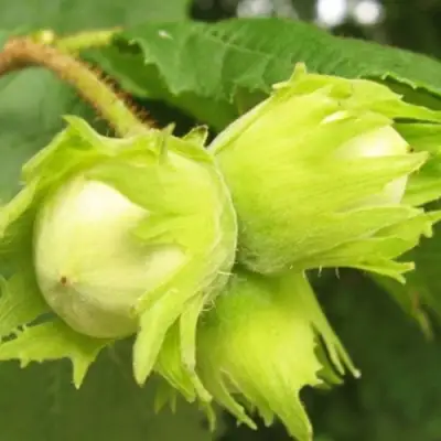 Фундук КАТАЛОНСКИЙ в Мозыре