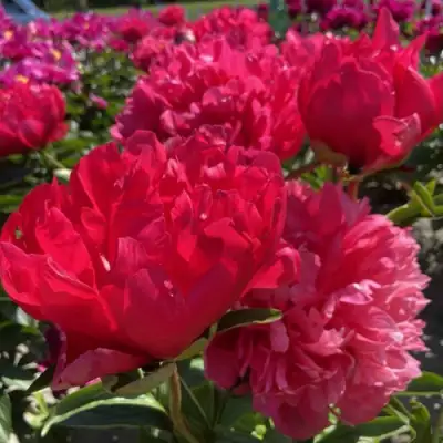 Пион БЕЛГРАВИЯ травянистый в Мозыре