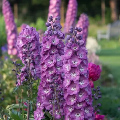 Дельфиниум ДЕЛЬФИС ПИНК ПАУЭ высокий в Мозыре