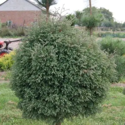 Туя вересковидная в Мозыре