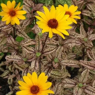 Гелиопсис САММЕР ПИНК в Мозыре