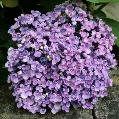 Гортензия АИША крупнолистная  в Мозыре