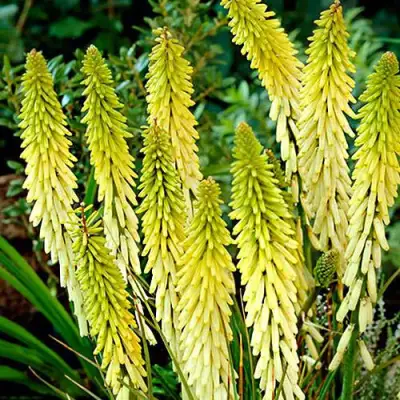 Книфофия ЛИТТЛ МЕЙД гибридная в Мозыре