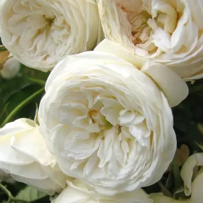 Роза АРТЕМИС шраб в Мозыре