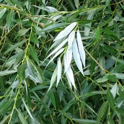 Ива ломкая  в Мозыре