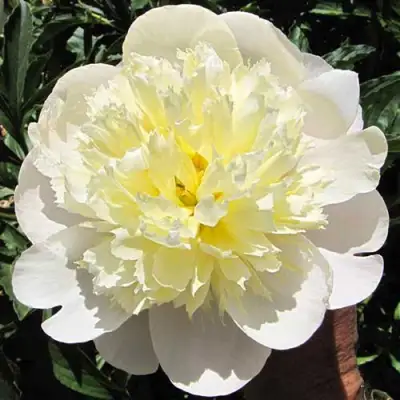 Пион ПРИМАВЕРА травянистый в Мозыре