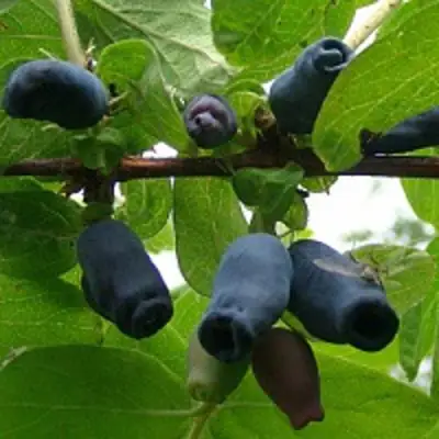 Жимолость съедобная НАРЫМСКАЯ в Мозыре