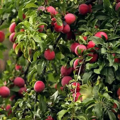 Слива КЛЕОПАТРА в Мозыре