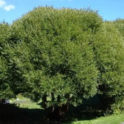 Ива ломкая  в Мозыре