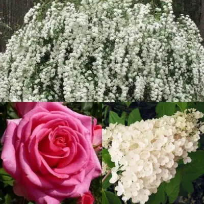 Комплект ВЕЧНАЯ КЛАССИКА в Мозыре