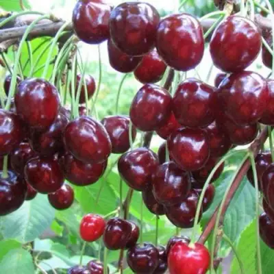 Черешня ОВСТУЖЕНКА в Мозыре