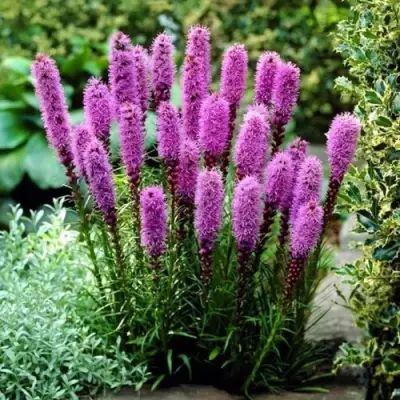 Лиатрис РОЗЕА колосковая в Мозыре