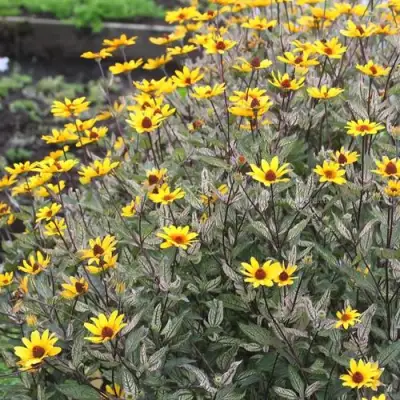 Гелиопсис САММЕР ПИНК в Мозыре