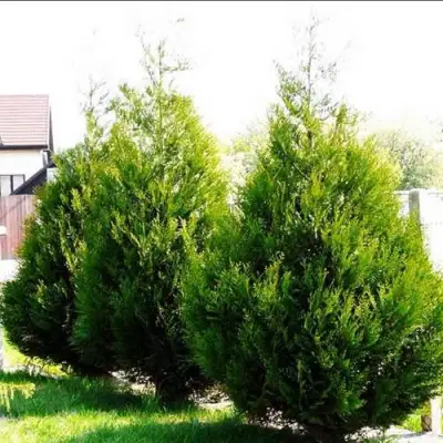 Туя АТРОВИРЕНС складчатая в Мозыре