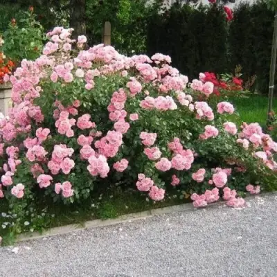 Роза БОНИКА флорибунда в Мозыре