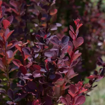 Барбарис ХЕЛМОНД ПИЛЛАР тунберга в Мозыре