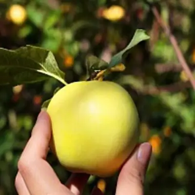 Яблоня РОССИЯНКА в Мозыре