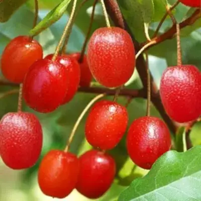 Гуми ТАИСА (ЛОХ МНОГОЦВЕТКОВЫЙ) в Мозыре