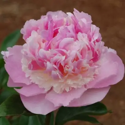 Пион ЭНДЖЕЛ ЧИКС травянистый в Мозыре