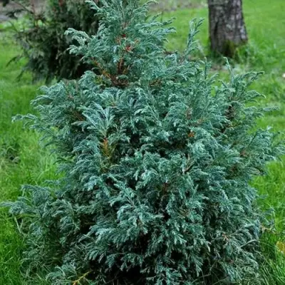 Кипарисовик БЕБИ БЛЮ горохоплодный в Мозыре