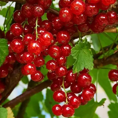 Смородина красная НАТАЛИ в Мозыре