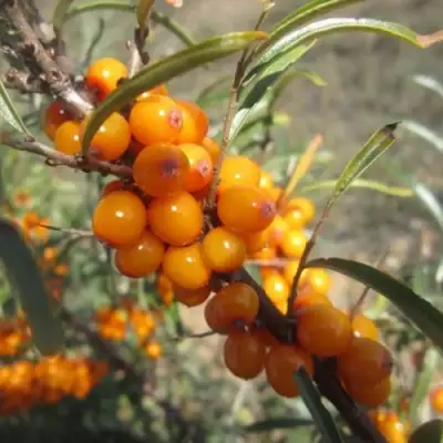 Облепиха СУДАРУШКА в Мозыре