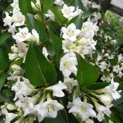 Вейгела БРИСТОЛЬСКАЯ СНЕЖИНКА в Мозыре