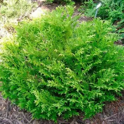 Туевик НАНА долотовидный  в Мозыре