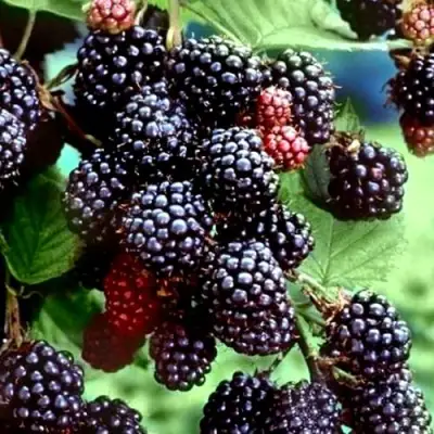 Ежевика ЭВЕРГРИН бесшипная  в Мозыре