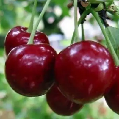 Вишня ГРИОТ БЕЛОРУССКИЙ в Мозыре