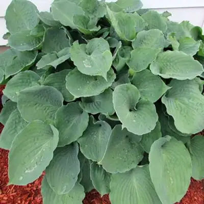 Хоста МУНЛАЙТ СОНАТА гибридная в Мозыре