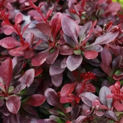 Барбарис АТРОПУРПУРЕА НАНА тунберга в Мозыре