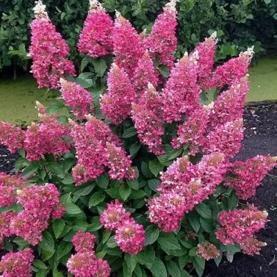 Гортензия МЕГА МИНДИ метельчатая в Мозыре