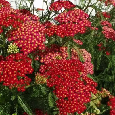 Тысячелистник ПАПРИКА обыкновенный в Мозыре