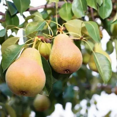 Груша ВЫСТАВОЧНАЯ в Мозыре