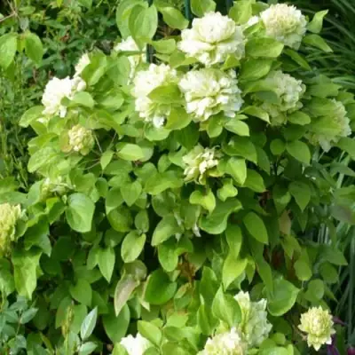 Клематис КОХАНА в Мозыре